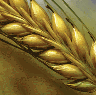 Acute grain shortage for Mozambique