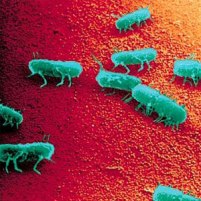 EFSA: Salmonella in 10% of EU pigs