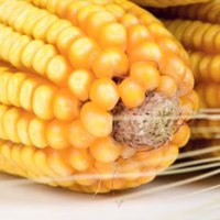 Plea for immediate ban on export of maize