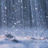 Heavy rains delay Italian wheat harvest