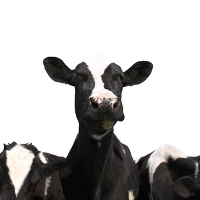 Kemin: second ruminant European tour