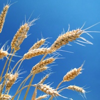 World wheat use reduced
