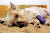 1,600 Canadians file claims over tainted pet food