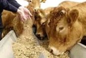 New US feed rule: “industry is not ready”