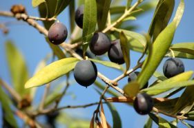 Better fat quality in meat and milk with olive by-products