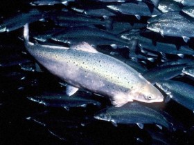 Growing salmon on fishmeal with vegetables