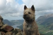 Beta glucans to fight osteoarthritis in dogs