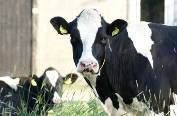 K-State studies link climate change and nutritional stress