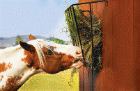 Mycotoxins in German horse feeds