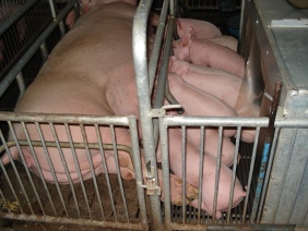 Essential oils and plant extracts improve sow performance
