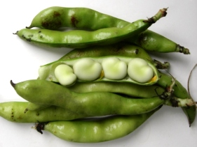 Bean crop seen as new protein source for livestock