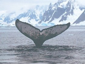 Update: exported whale meal appears to be fish meal