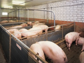 Triticale liquid feeding beneficial to pig sector