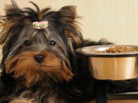 Fifty companies rule US petfood market