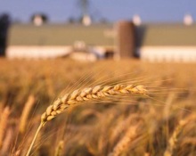 Safeguards to preserve feed supply