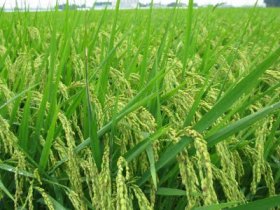 Japan supports rice feeding to animals