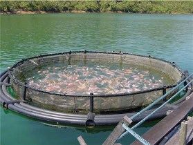 Aquaculture next big money maker
