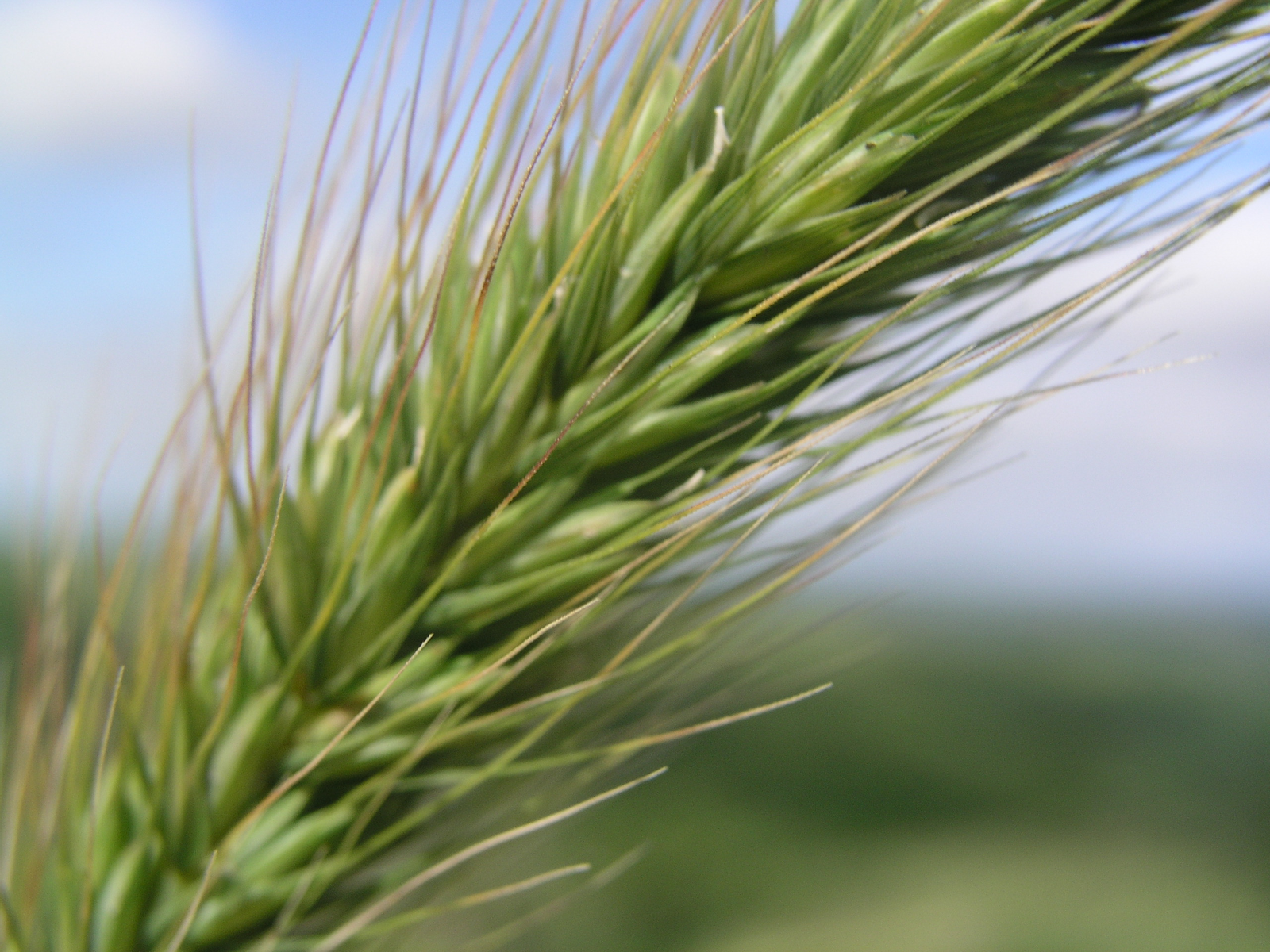 FAO food price index: increase in wheat prices