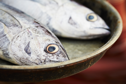 Fish ‘silage’ for African animal feed