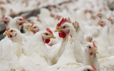 Safe use of animal plasma: Join the discussion at Victam