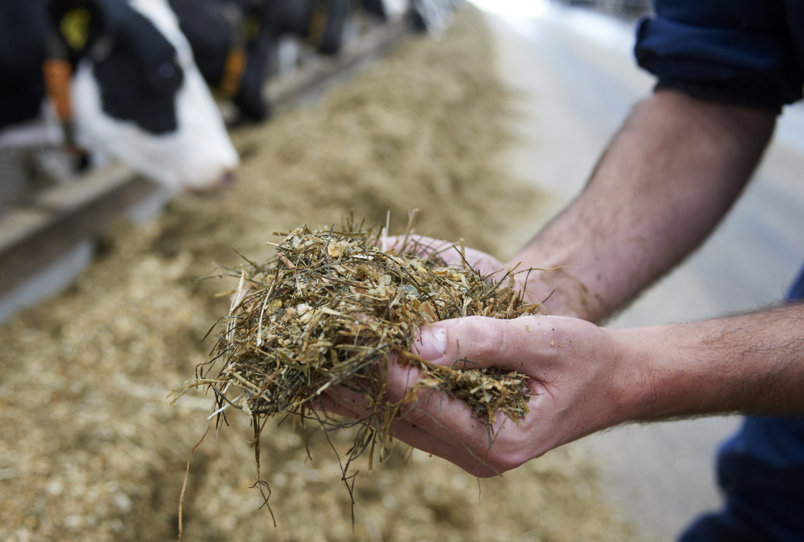 Sweet sorghum in the silage mix gives less methane
