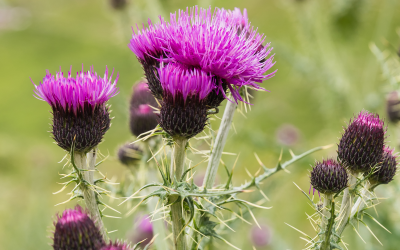 using milk thistle against mycotoxins