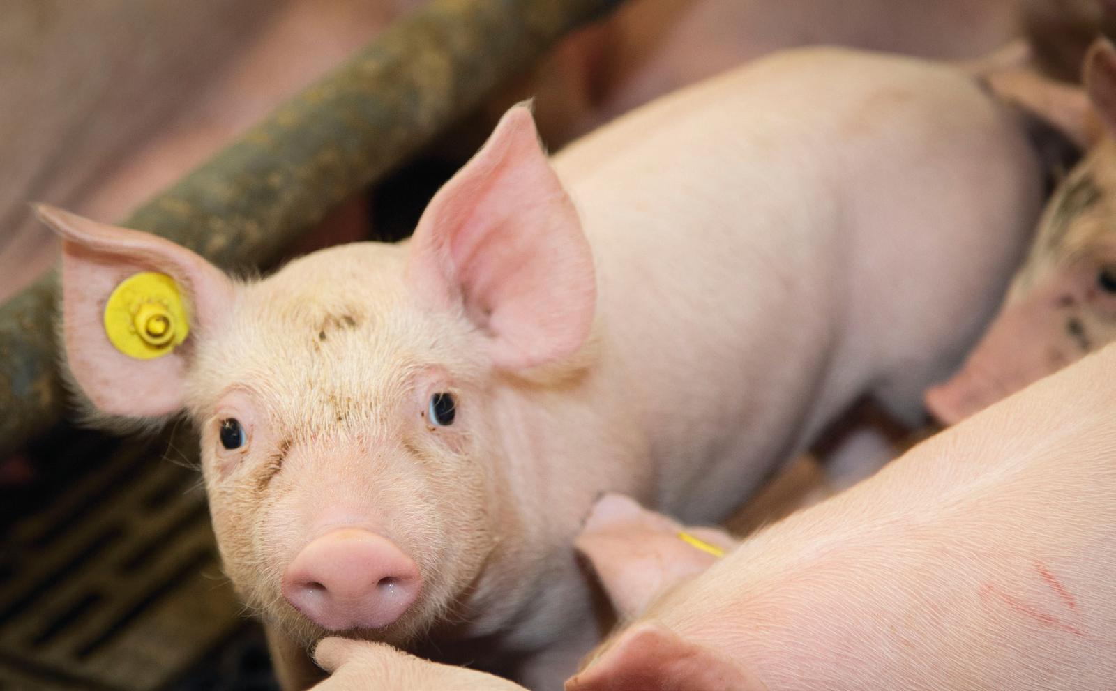 Link between microbiota ( and piglet performance