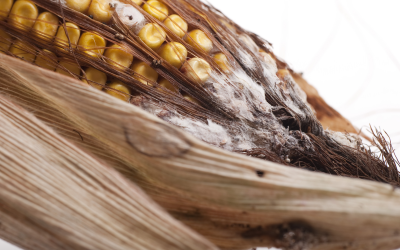 Mycotoxin Survey Report 2012 (part I)