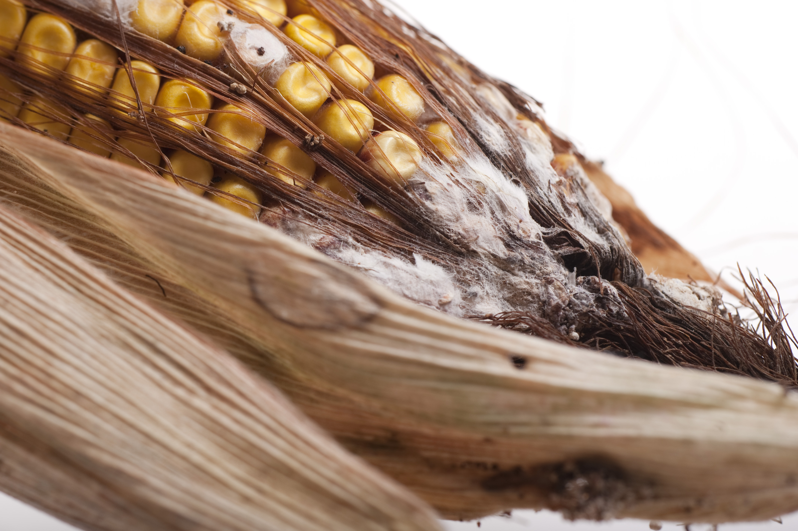 Mycotoxin Survey Report 2012 (part I)