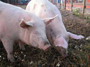 Microbiological feed hygiene essential for ( modern farming