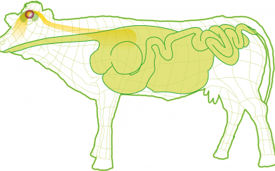 Stress management ( to improve animal ( performance