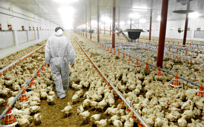 A veterinary look at mycotoxin lesions