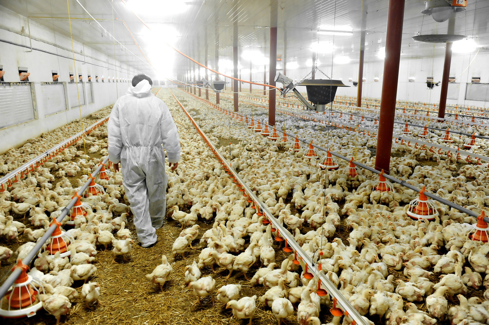 A veterinary look at mycotoxin lesions