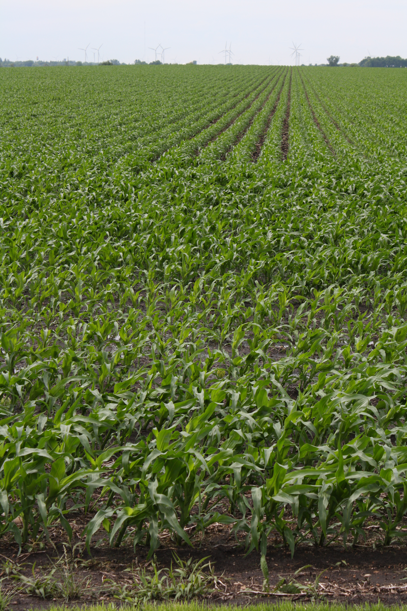 US feed industry could recover with one good harvest