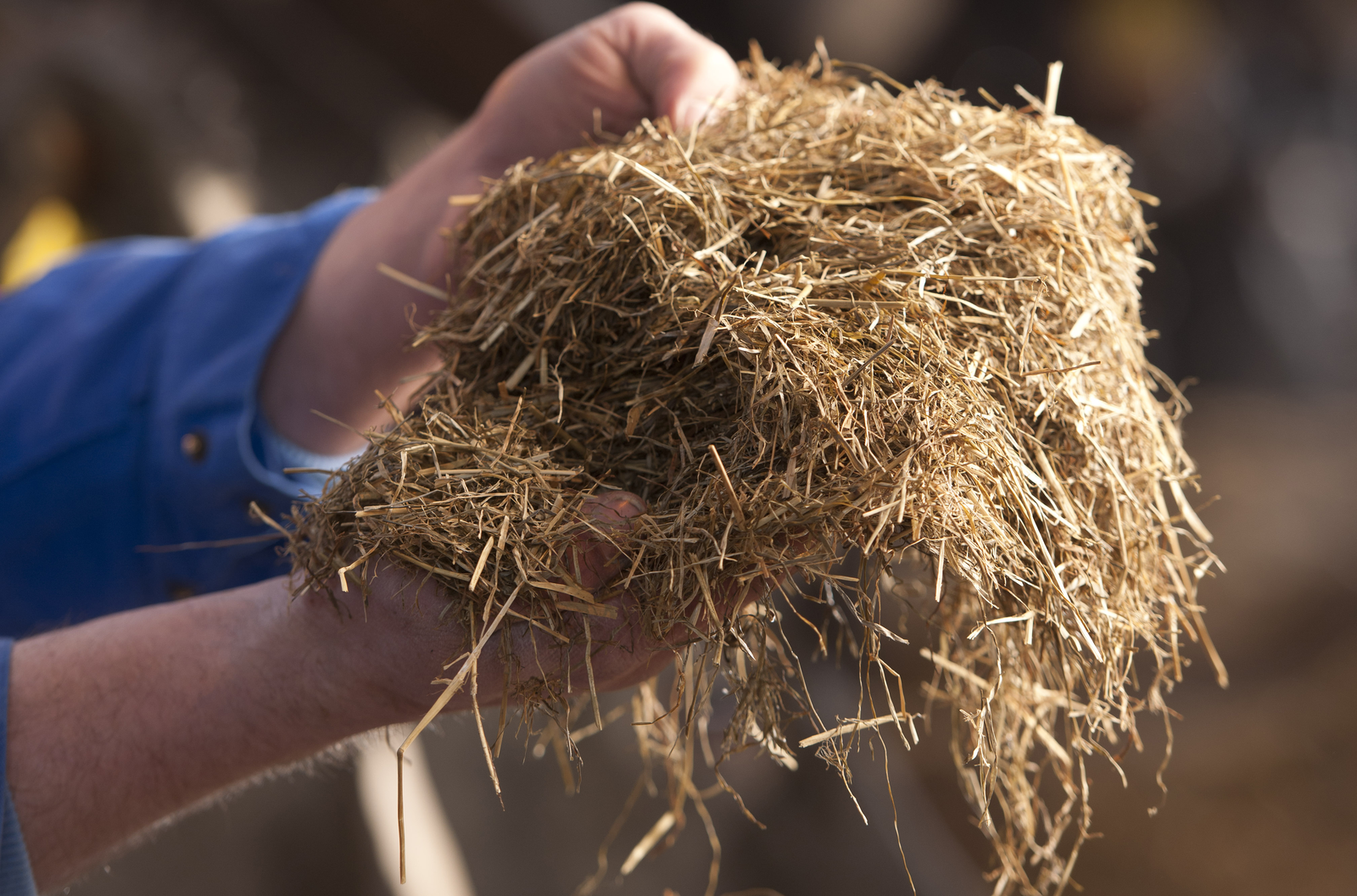 Predicting the nutritive value of dairy cattle rations