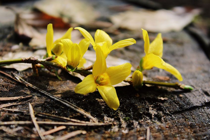 Golden Bells extract can improve immune function in piglets and promote growth. Photo: MaxPixel