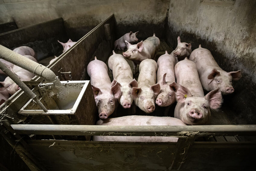 Feed efficiency may not be synonymous with cost efficiency Photo: Henk Riswick
