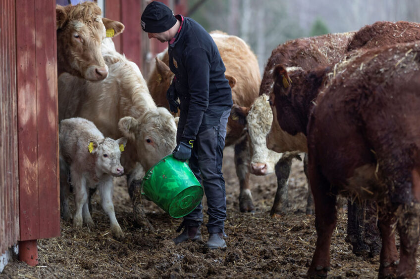 Steers being fed the supplement.
