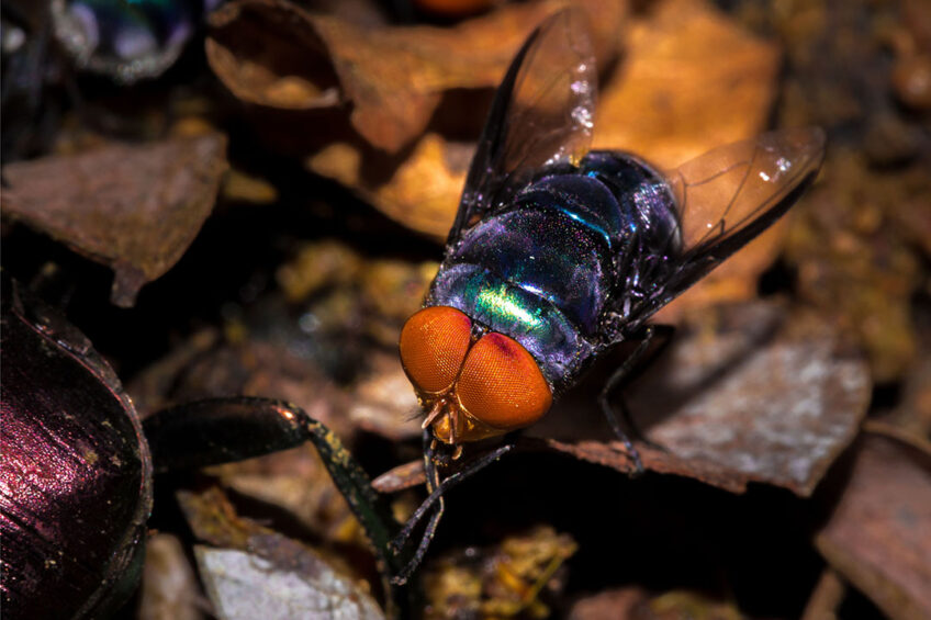 Scientists studied the composition and content of fatty acids in the larvae of the green blowfly Lucilia sericata grown on a standard feed from poultry waste and fed with the addition of camelina oil rich in alpha-linolenic acid. Photo: Canva