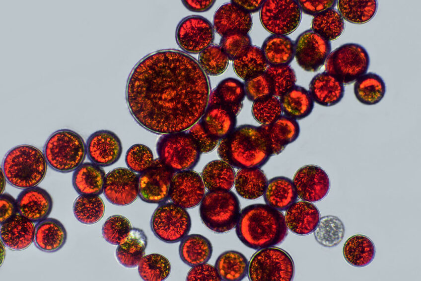 Haematococcus pluvialis is a microalgae species rich in astaxanthin, a red pigment that belongs to a group of chemicals called carotenoids, that makes a pink colour to salmon fish and improves the nutrient profile of fish. Photo: Canva