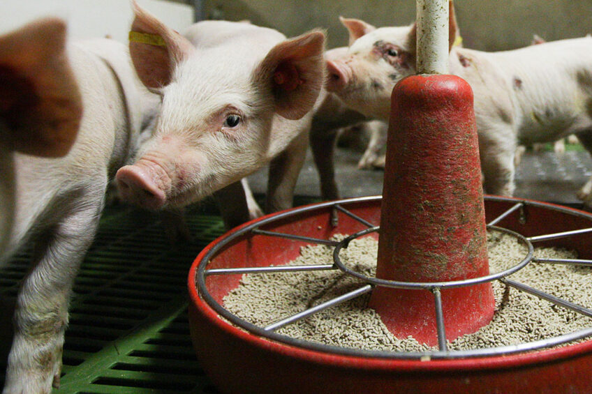 In recent Spanish research, 24 weaned pigs were involved in a trial to see whether dietary SDP supplementation would influence ASF vaccine efficiency. Photo: Ronald Hissink