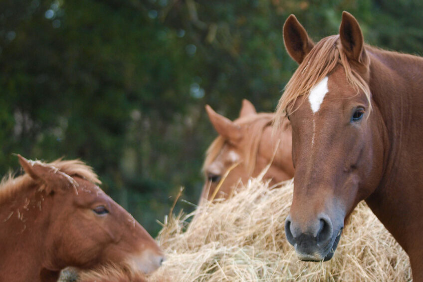 As herbivores, horses are continuously exposed to various mycotoxins and as post-gastric fermenters, they are susceptible to mycotoxins as monogastric animals. Photo: Canva