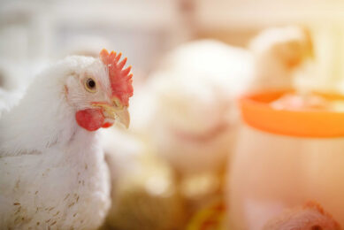 Photo: Shutterstock / Dimik_777