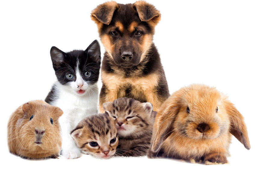 The mycotoxins commonly found in pet food include aflatoxins, ochratoxins, and the fusarium mycotoxins and tremorgenic mycotoxins.  Photo: Canva