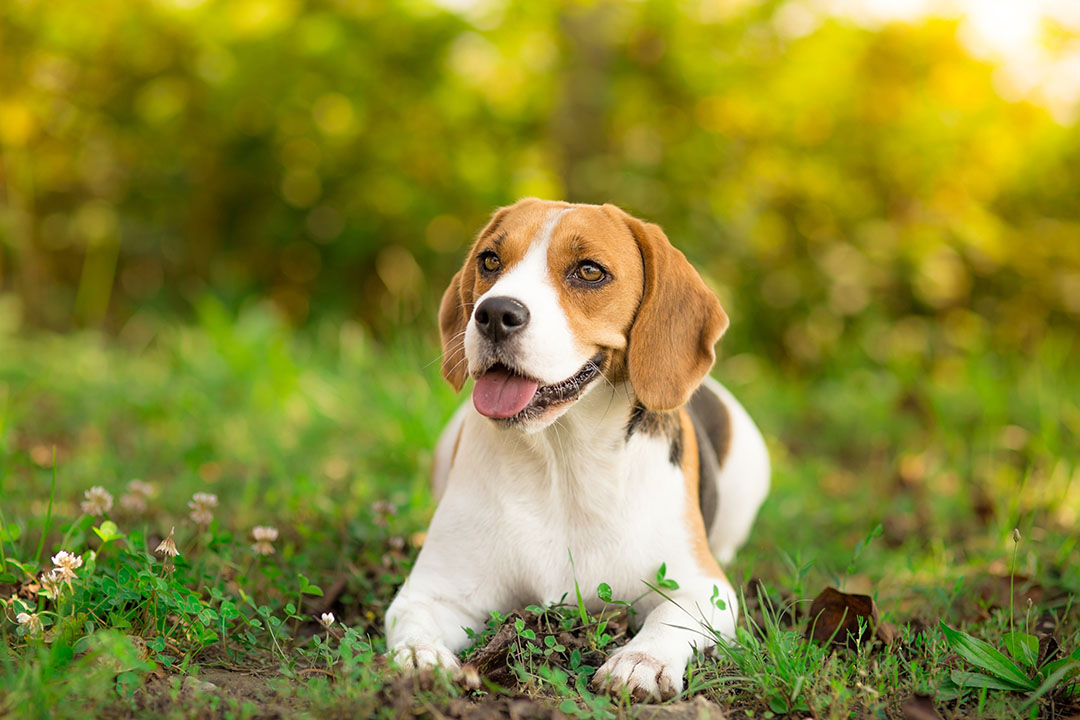 The use of animal by-products in dog food is gaining increasing interest.