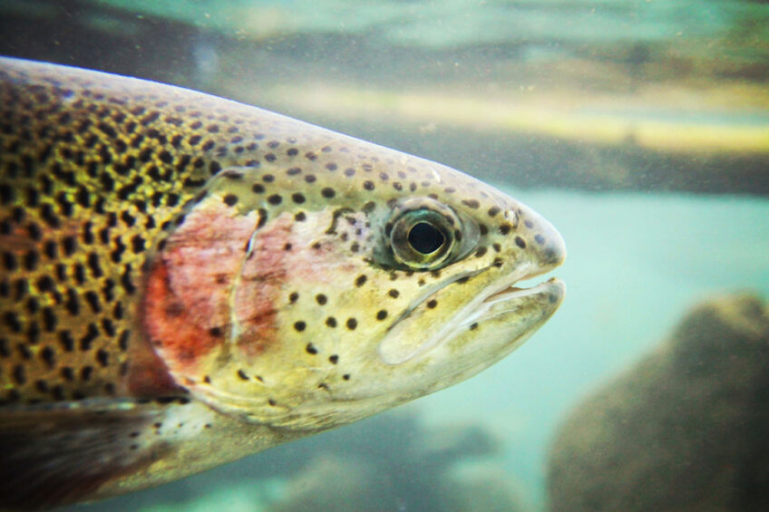 The product will be added to an experimental fish feed formula to see how well rainbow trout can digest the flu gas-grown Spirulina. Photo: Canva