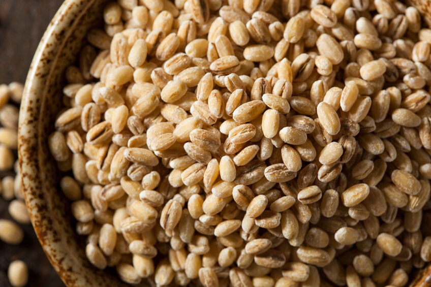The highest OTA levels reported among cereal grains were in Barley grain. Photo: Canva