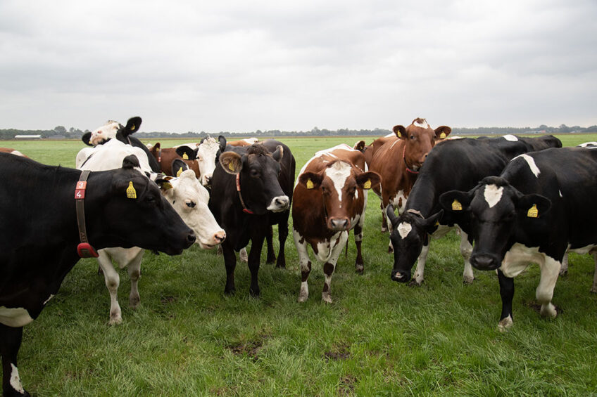 Humic acid is an organic acid commonly used in ruminants’ diet as a feed supplement with various beneficial effects. Photo: Hans Banus