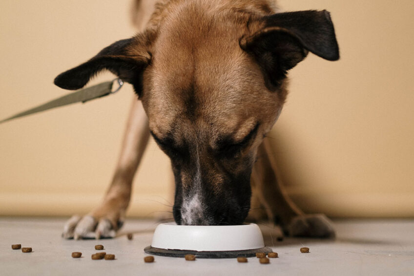 Top 5 nutrient requirements in dog food for every life phase