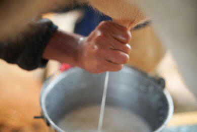 Russian researchers have found that feeding lactating cows with fodder containing mycotoxins had an adverse effect on several milk quality indicators. Photo: Canva